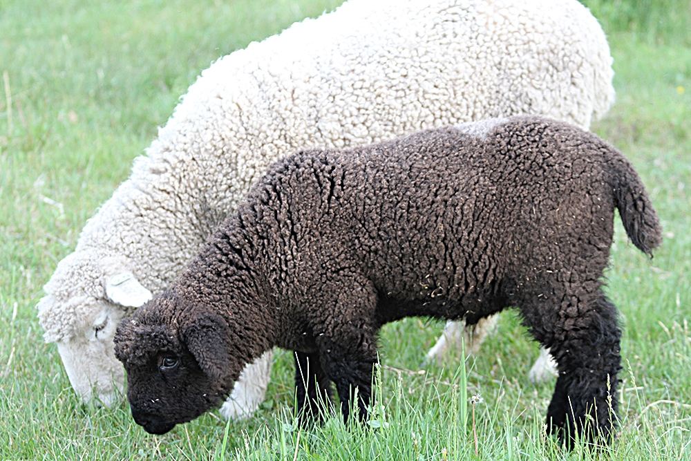 Romney ewe and lamb